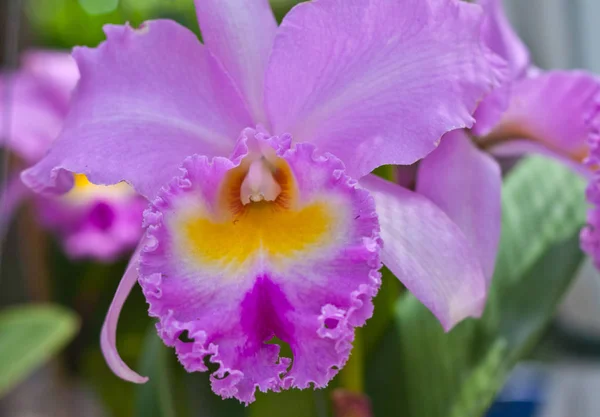 Vista Bonita Flor Orchid — Fotografia de Stock