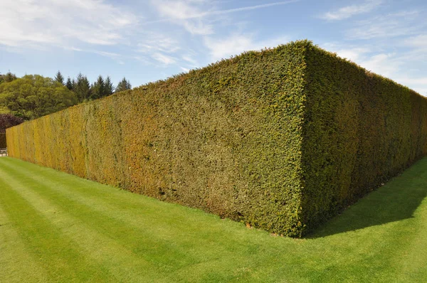 Beautiful Hedge Lawn English Style Garden Taken Rhs Rosemoor Torrington — Stock Photo, Image