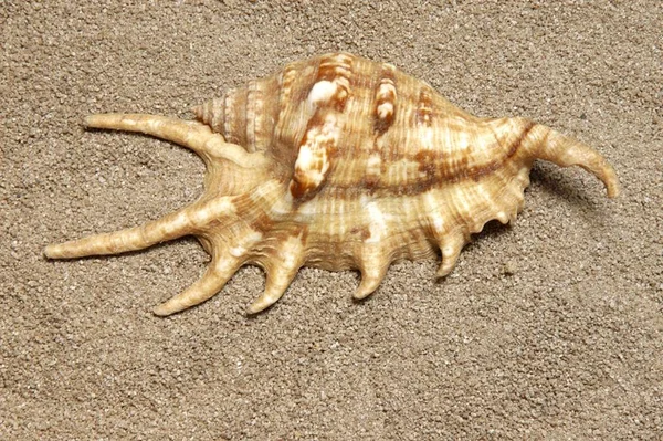 世界中のビーチから集まった貝殻が魅力的に展示されている — ストック写真
