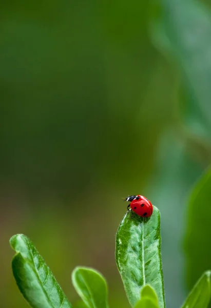 Närbild Nyckelpiga Ett Blad Trädgård — Stockfoto