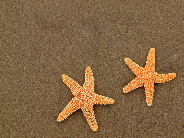 Dos Estrellas Mar Una Playa Húmeda Sandy Beach — Foto de Stock