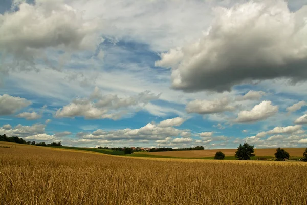 Summer Scene Corn Fields Cloudy Heaven — Stock Photo, Image