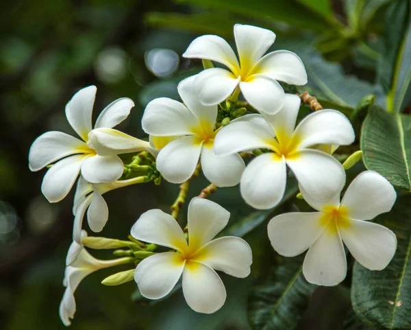 Arka Planda Yaprakları Olan Beyaz Frangipani Çiçekleri — Stok fotoğraf