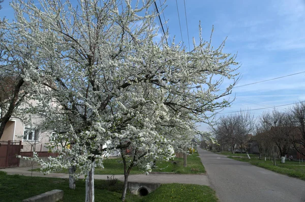 Flowering Cherry Tree Spring — Stock Photo, Image