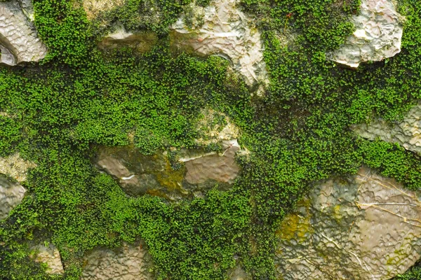Macro Musgo Verde Brillante Tiro Roca Cascada —  Fotos de Stock