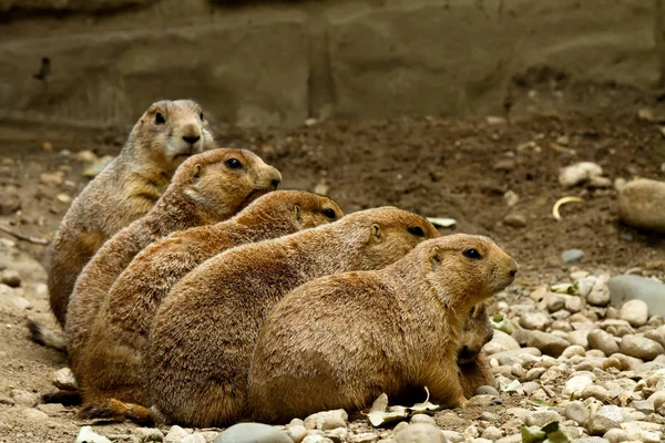 Cinco Marmotas Sentadas Fila Cada Una Pie Más Alto Que — Foto de Stock