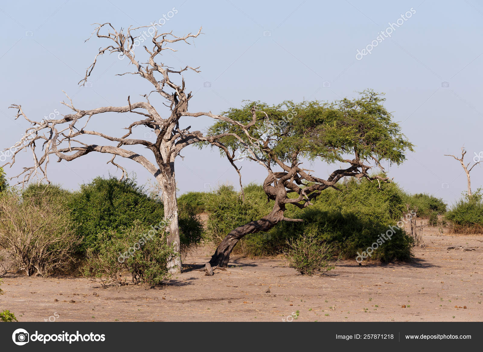 Paisagem Africana Selvagem Parque Nacional Chobe Botsuana Africa Stock Photo C Yayimages 257871218
