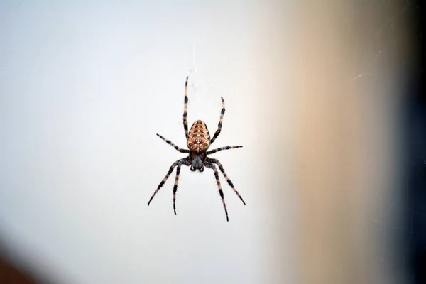 Giant European House Spider Web — Stock Photo, Image