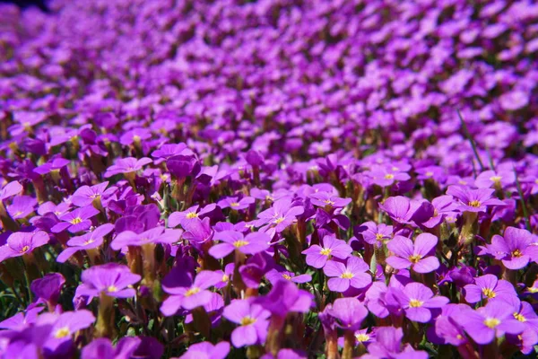 Közeli Fel Néhány Violett Virágok Tengeri Virágok — Stock Fotó