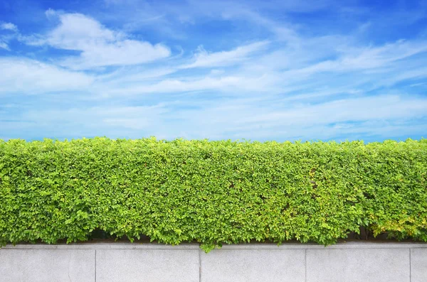 Cerca Arbustos Fundo Céu Azul — Fotografia de Stock