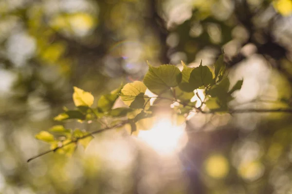 菩提樹の葉は 夏を通して輝く太陽で徹底点灯 バック グラウンド — ストック写真