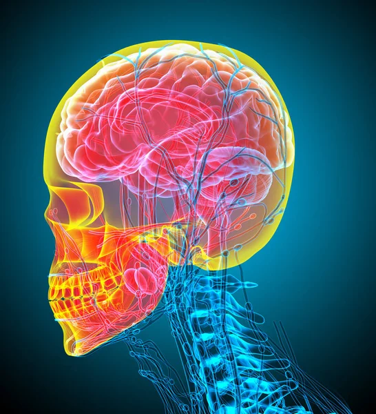Hacer Ilustración Médica Del Cráneo Humano Vista Lateral — Foto de Stock