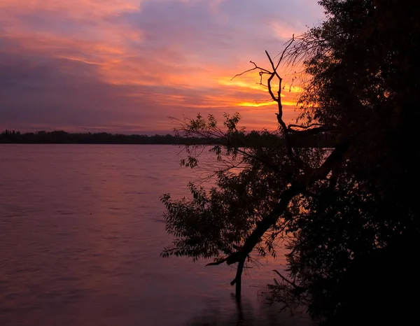 ミッチェル湖の移動中のシルエットの枝の日の出画像 — ストック写真