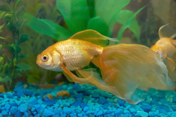 Tropische Goudvissen Het Aquarium — Stockfoto