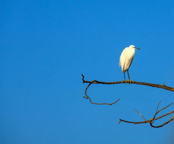 ほとんどの白鷺 Egretta Garzetta ツリー上の小さな白い Heron — ストック写真