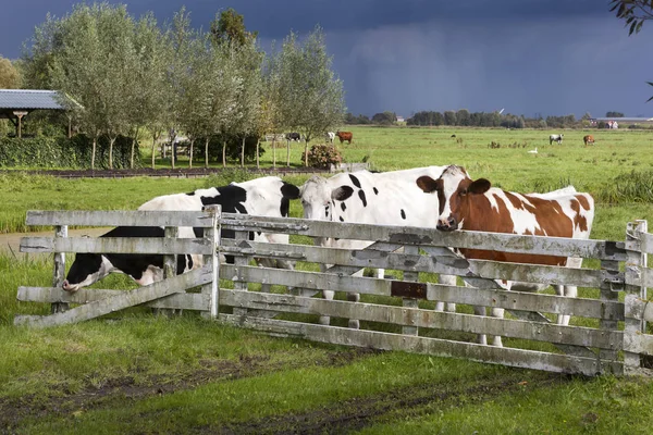 オランダの干拓地風景の牧草地で牛 — ストック写真