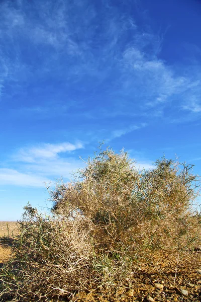 Palmera Desierto Oasi Morocco Sahara Africa Duna — Foto de Stock