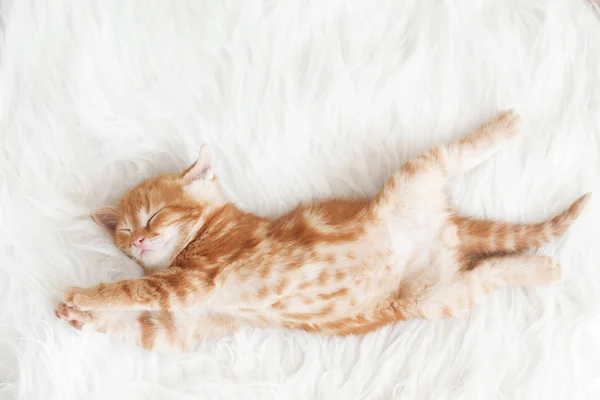 Mignon Petit Chaton Rouge Dort Sur Fourrure Couverture Blanche — Photo