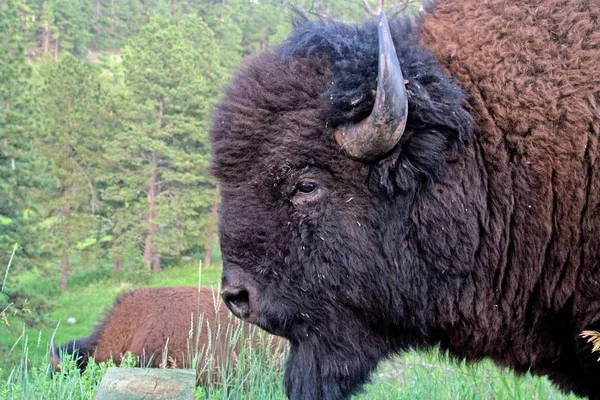 Primer Plano Del Bisonte Naturaleza Salvaje — Foto de Stock