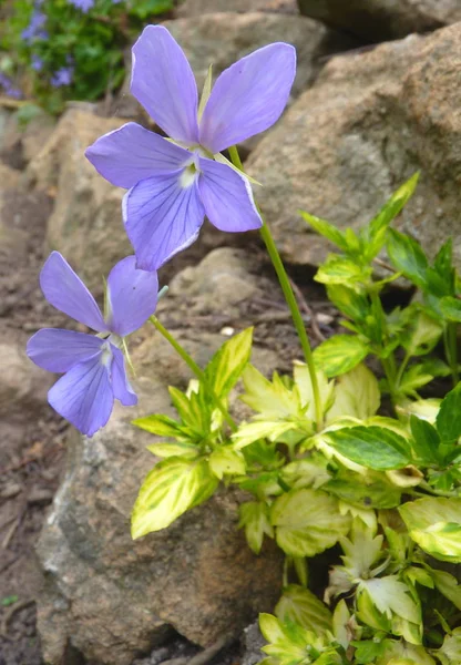 Beleza Flor Florescente Macro Tiro — Fotografia de Stock