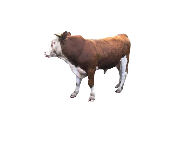 stock image a young ox on the white background