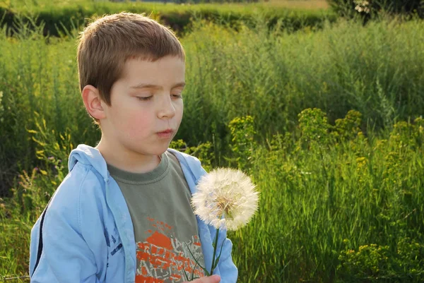 大きな夢を持つ小さな男の子は 手に大きなタンポポのような植物を保持しながら願いを作る午後の太陽とバックライト — ストック写真