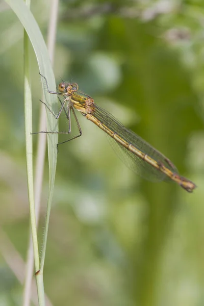 Emerald Damselfly Lestes Lomha Ült Fűben Szár — Stock Fotó