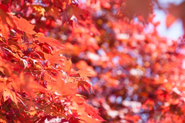 ᐈ Red maple tree stock pictures, Royalty Free acer rubrum photos | download on Depositphotos® ᐈ Red maple tree stock pictures, Royalty Free acer rubrum photos | download on Depositphotos®