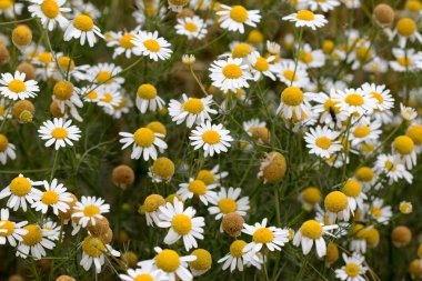 Shot of the meadow of German chamomile - medicinal herb clipart