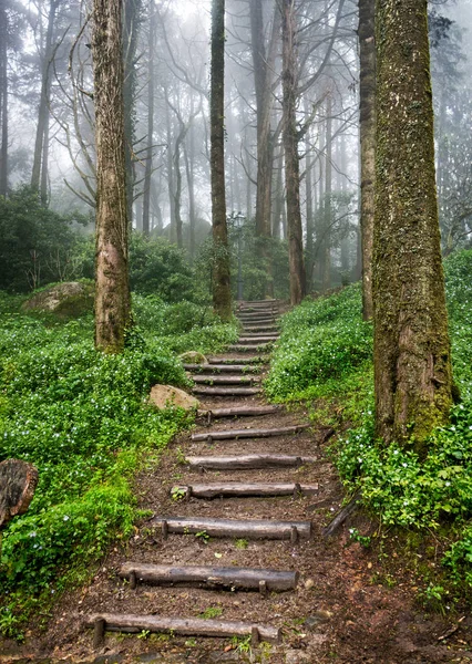 Erdőben Ködös Lépcsők — Stock Fotó