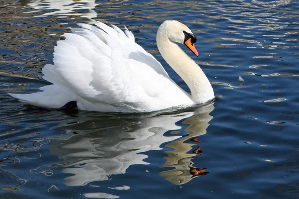 Cigno Muto Cygnus Olor Acqua — Foto Stock