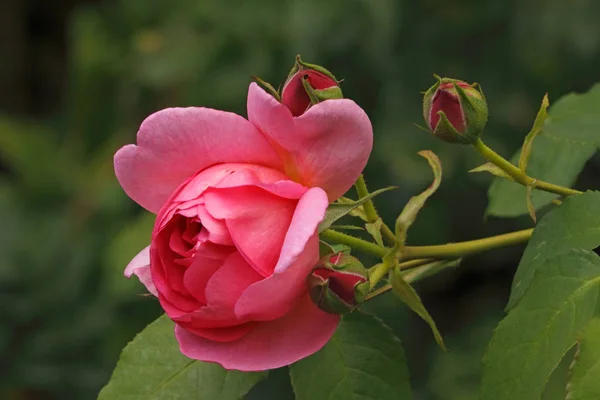 Ήρωας Rose Είναι Ένας Όμορφος Θάμνος Ένα Ροζ Λουλούδι — Φωτογραφία Αρχείου