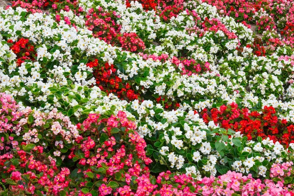 Barevné Begonia Pole Červená Bílá Růžová — Stock fotografie