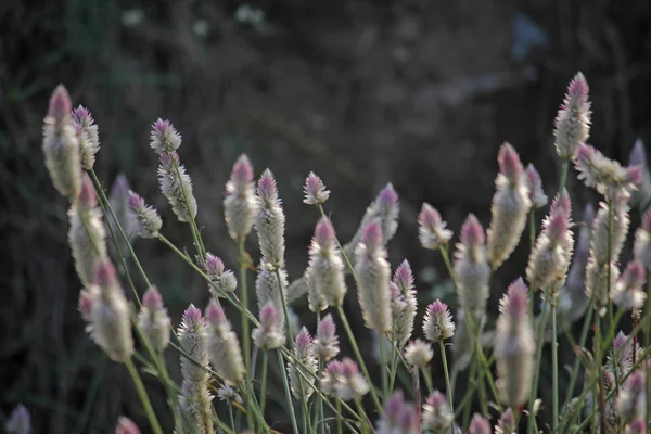 Celosia Argentea Var Spicata Son Plantas Erectas Ramificadas Con Hojas — Foto de Stock