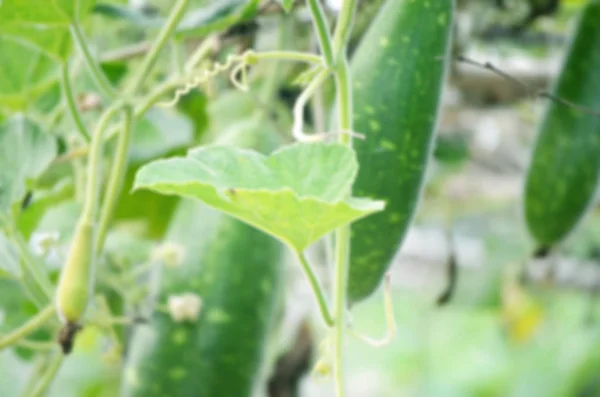 自然な緑の葉の野菜と牧草地レンズぼかしの背景 — ストック写真