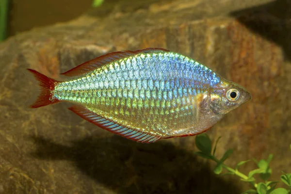 Rainbow Fish Genus Melanotaenia Aquarium — Stock Photo, Image