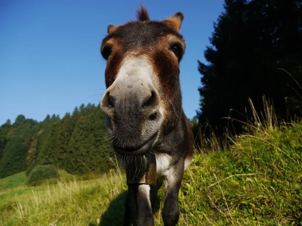 Burro Parado Hierba Detrás Una Hembra —  Fotos de Stock