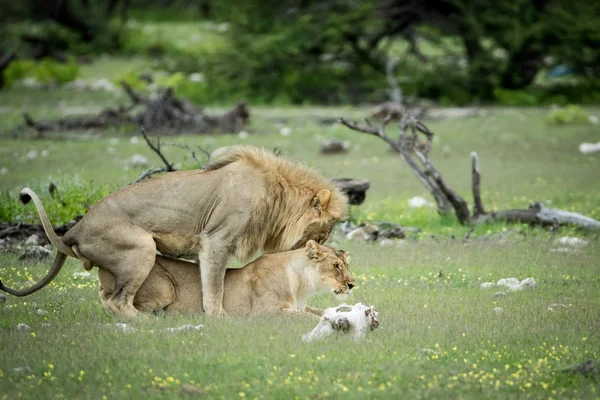 Lion Couple Mating Grass Etosha National Park Namibia — Stock Photo, Image