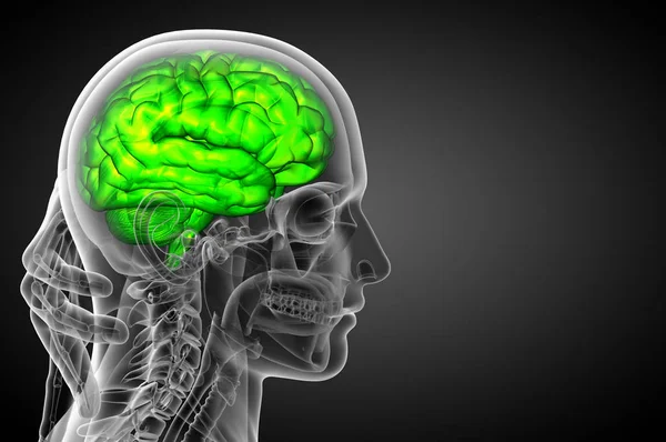 Ilustración Médica Del Cerebro Vista Lateral — Foto de Stock
