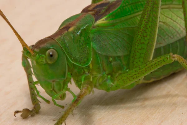 Green Grasshopper Wooden Background — Stock Photo, Image