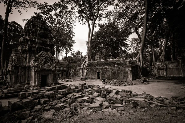 Δέντρα Που Αναπτύσσονται Την Καταστροφή Της Prohm Angkor Wat — Φωτογραφία Αρχείου