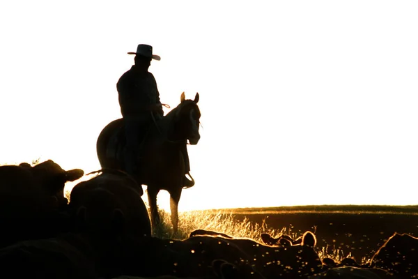 Cowboys Bestiame Radunano — Foto Stock