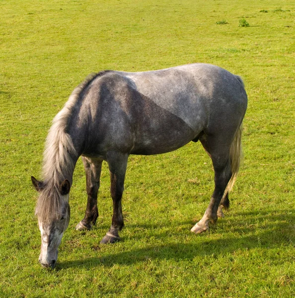 Άλογο Στο Όμορφο Πράσινο Πεδίο Στο Βρετανικό Καλοκαίρι Πρωί — Φωτογραφία Αρχείου