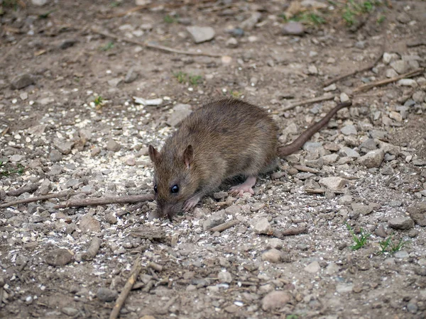 Una Specie Animale Attenzione Selettiva — Foto Stock