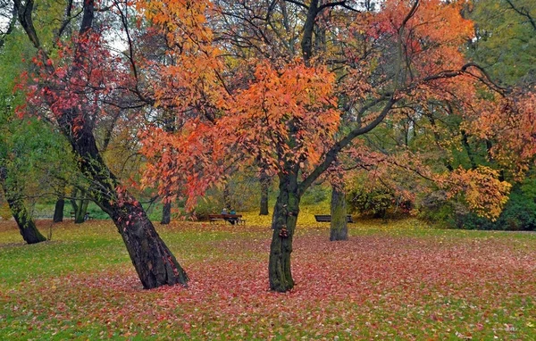 秋の公園 — ストック写真