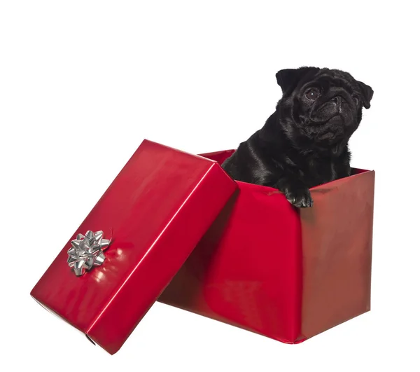 Dog Gift Box Isolated White — Stock Photo, Image