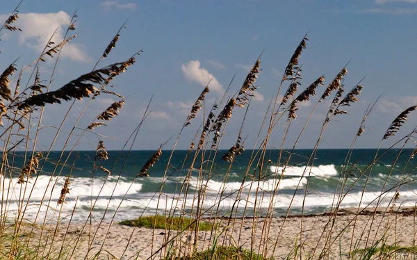 Bilder Von Gras Strand Florida — Stockfoto