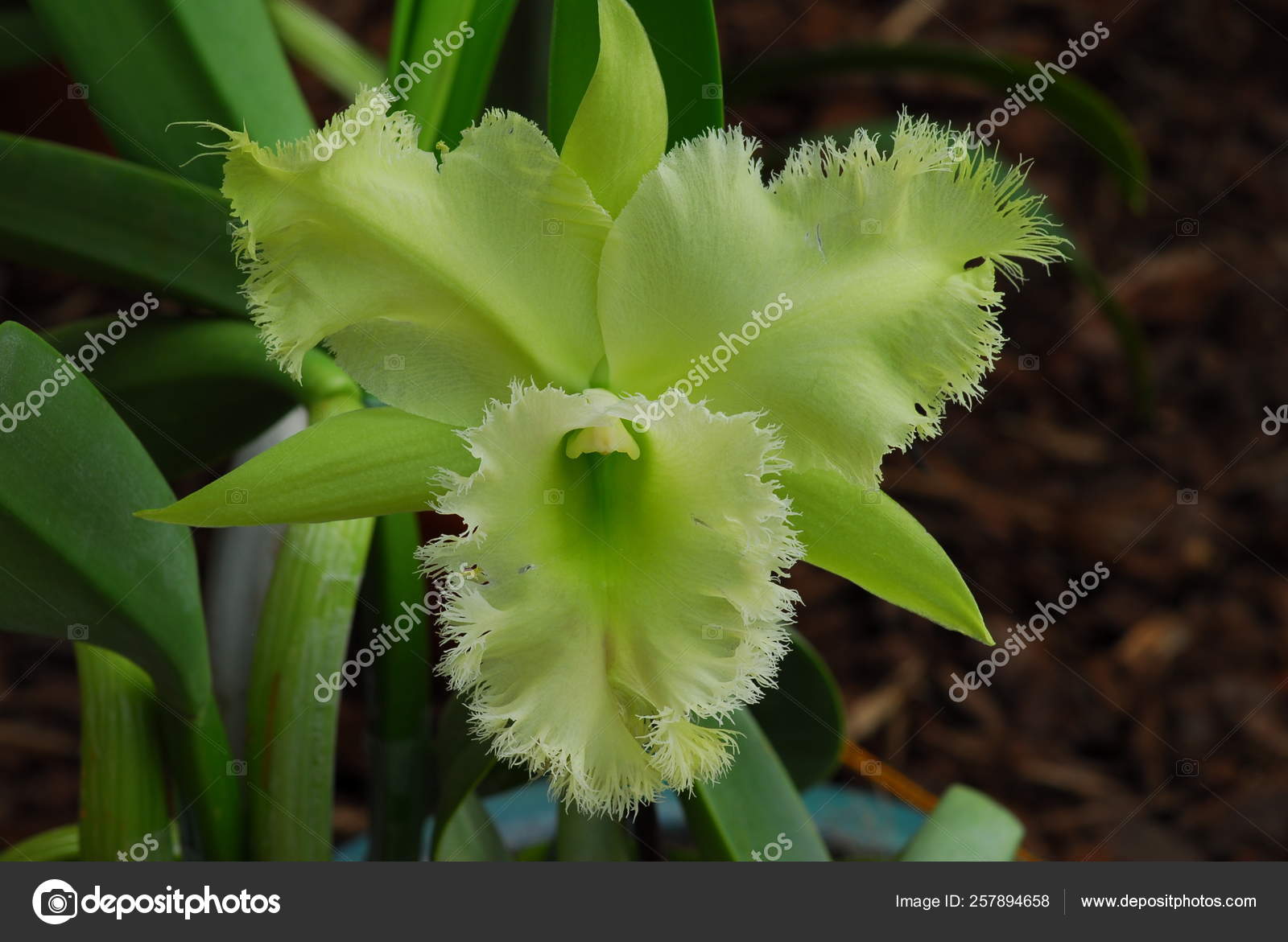 Flor de la orquídea de cattleya de verde fotos de stock, imágenes de Flor  de la orquídea de cattleya de verde sin royalties | Depositphotos