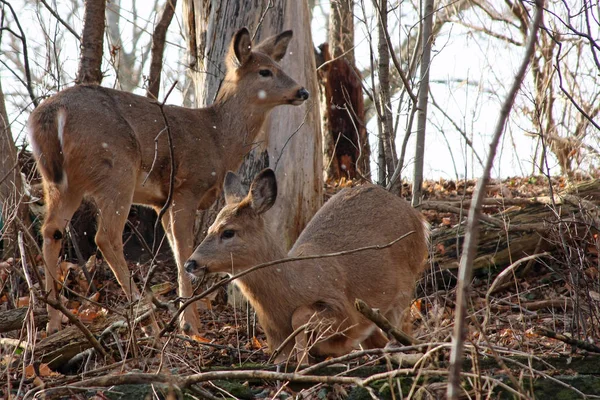 Witstaarthert Odocoileus Virginianus Bucks Doet — Stockfoto