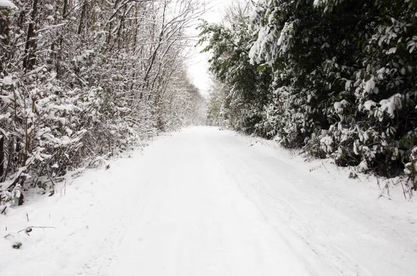 Chodnik Pokryte Śniegiem Drzewami Tle — Zdjęcie stockowe